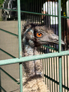 Tierpark Neukölln in der Hasenheide — fotografia 5