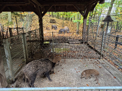 Wild Park Wernigerode Christianental — fotografia 4