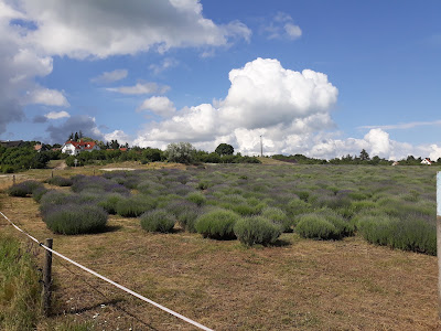 Lavender Field — fotografia 5
