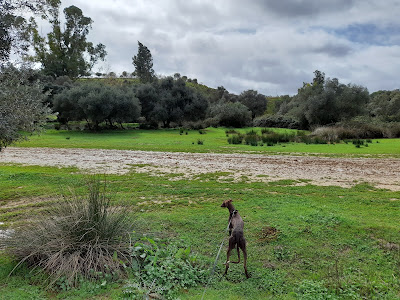 Green areas around Hacienda Torre de Doña Maria — fotografia 4