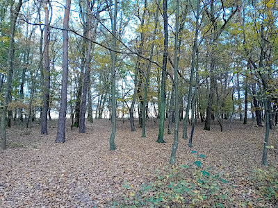 Pădurea Parc Șopa - Șelimbăr — fotografia 4