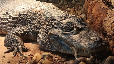 ZOO in Spišská Nová Ves — fotografia 4