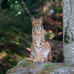 Tier-Freigelände im Nationalparkzentrum Lusen — fotografia 4