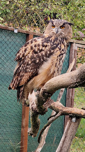 Mecske ZOO — fotografia 4