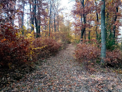 Parcul Dendrologic ”Dr. Ion Vlad” Alba Iulia — fotografia 4