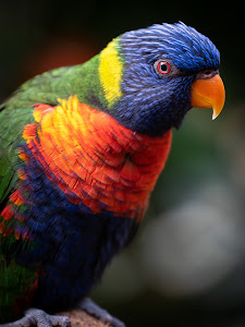 Vogelpark Avifauna — fotografia 5
