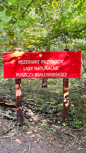 Żebra żubra — fotografia 5