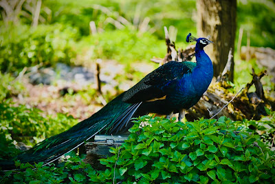 Wildpark Poing — fotografia 5
