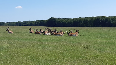 Jægersborg Dyrehave — fotografia 4