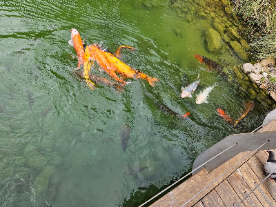 Commonwealth Park — fotografia 4