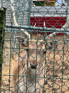 Zoo "Bambi" — fotografia 3
