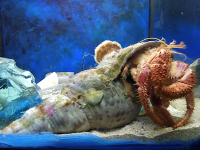 Aquarium of Faliraki (AquaWorld) — fotografia 5