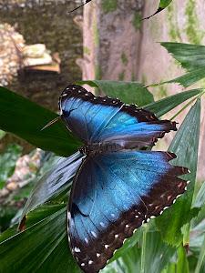Papilonia Lepkevilág Budapest - Butterfly House — fotografia 5
