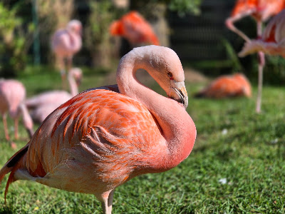 Gettorf Zoo — fotografia 4
