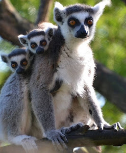 Zájezd Zoo — fotografia 3