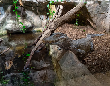 Reptiles Zoo Forchtenstein — fotografia 4