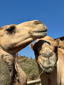 Farma of Rhodes | Petting Zoo — fotografia 4