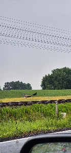 Camping Łubowo — fotografia 4