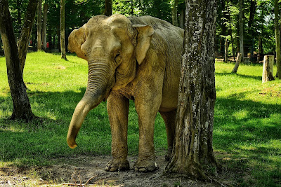Zoo Târgu Mureș