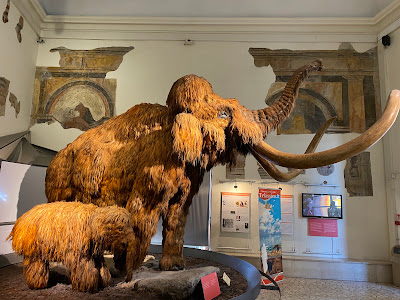 Civic Museum of Natural Sciences in Bergamo — fotografia 4