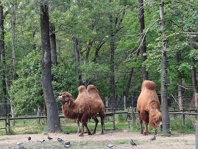 Parcul Zoologic din Szeged — fotografia 4