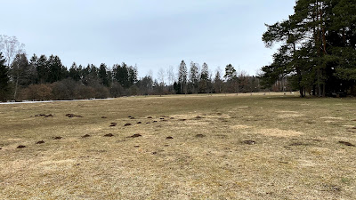 Lichtung