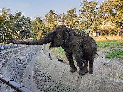 Belgrade Zoo — fotografia 3