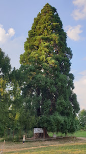 Sequoiadendrum Giganteum