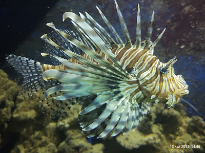 Meeresaquarium-Exotarium Nautiland — fotografia 4