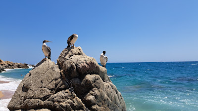Platja de la Murtra — fotografia 4
