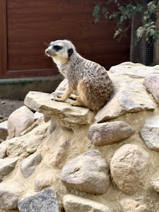Senftenberg Zoo — fotografia 5