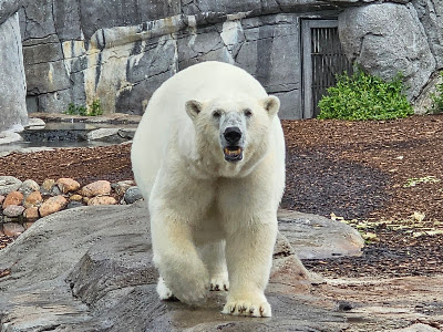 Copenhagen Zoo — fotografia 5