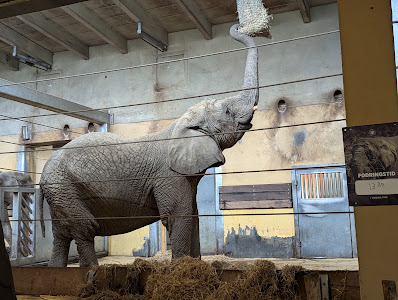 Aalborg Zoo — fotografia 4