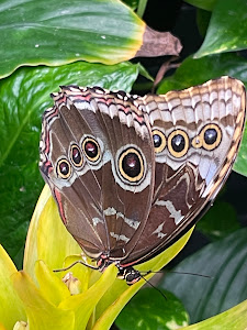 Papilonia Lepkevilág Budapest - Butterfly House — fotografia 4