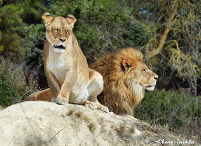 Safari Aitana — fotografia 5