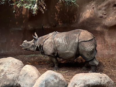 Rotterdam Zoo — fotografia 5
