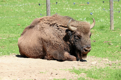 Bayerwald-Tierpark Lohberg — fotografia 3