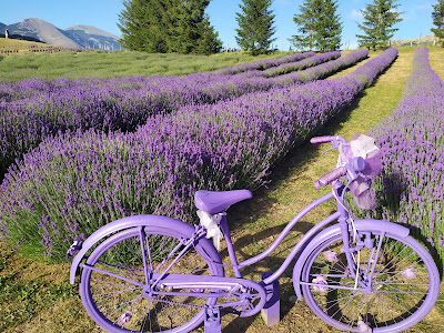 Lavender Park — fotografia 4