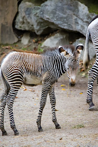 Grădina Zoologică din Salzburg — fotografia 3