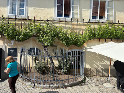 Old Vine House — fotografia 4