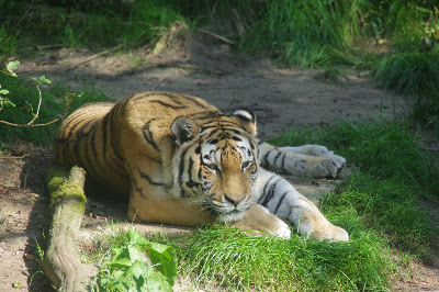 DierenPark Amersfoort — fotografia 5
