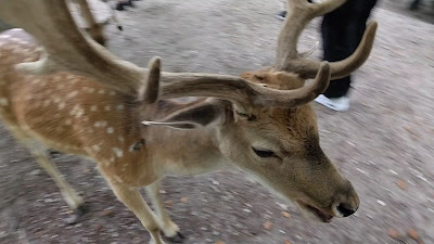 Marselisborg Deer Park — fotografia 2