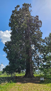 Sequoiadendrum Giganteum — fotografia 3
