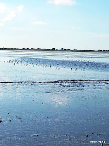 Dangast Strand — fotografia 4