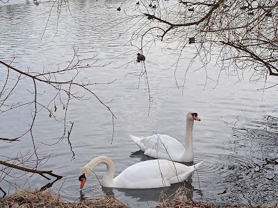 Ludwigsfeld Swimming Lake — fotografia 5
