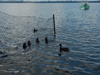 "At the Lake" Campsite — fotografia 5