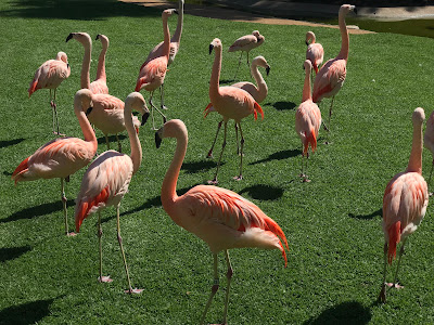 Loro Parque — fotografia 5