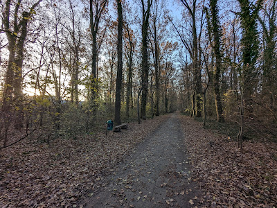 Oporowski Forest — fotografia 4