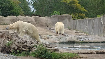 Rotterdam Zoo — fotografia 2