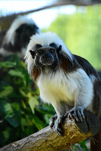 Živalski vrt Sikalu ZOO